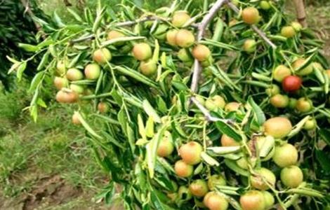 如何提高冬枣坐果率（如何提高冬枣坐果率的方法）