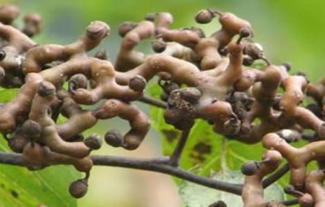 拐枣树怎么种植（拐枣树怎么种植和管理）