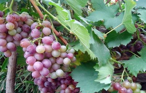 如何防止葡萄徒长(如何防止葡萄徒长病害)