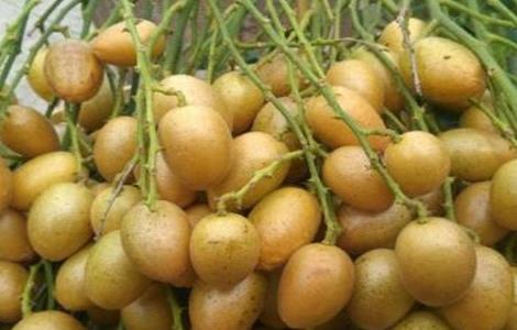 黄皮种植前景如何 黄皮种植前景如何