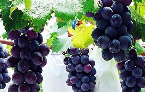 葡萄果园采收后的管理（葡萄果园采收后的管理方法）