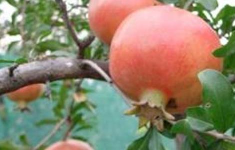 石榴坐果率低的原因及解决措施（石榴如何提高坐果率）