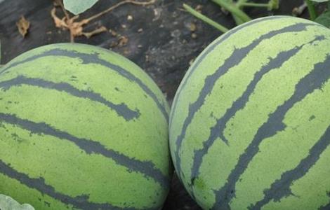 西瓜幼苗期的管理方法（西瓜幼苗期的管理方法视频）