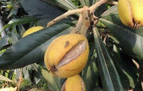 枇杷裂果的防治措施(枇杷裂果的防治措施和方法)