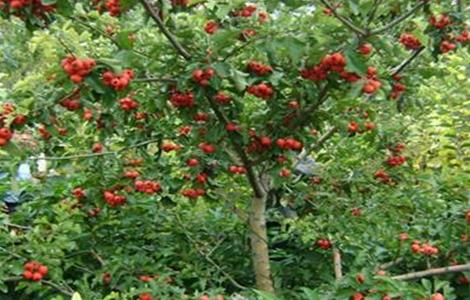 山楂的施肥技术要点 山楂的施肥技术要点是什么