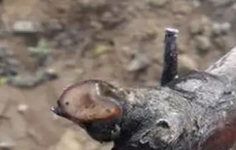 葡萄伤流的原因及防治方法 葡萄伤流的原因及防治方法视频