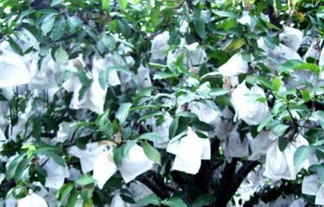 莲雾的套袋技术 莲雾套袋能用塑料袋么?