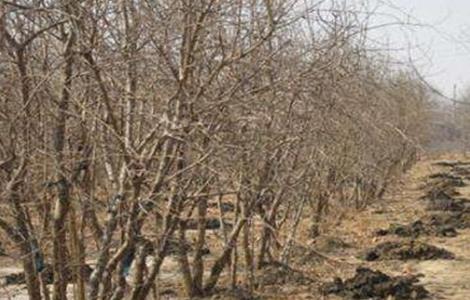 石榴树秋冬季管理要点（石榴树的秋季管理）