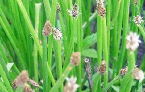 马蹄种植的注意事项 马蹄的种植方法及管理