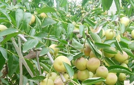 冬枣怎么种好 如何种冬枣