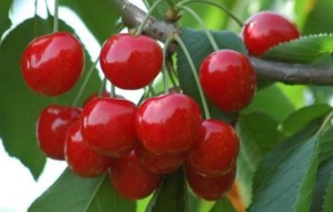 樱桃采摘后怎么管理 樱桃采摘后怎么管理的