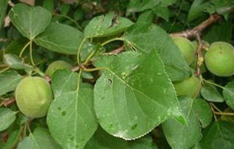 杏树坐果率低的原因及对策（杏树坐果率低的原因及对策论文）