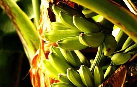 香蕉的管理方法（香蕉的管理方法有哪些）