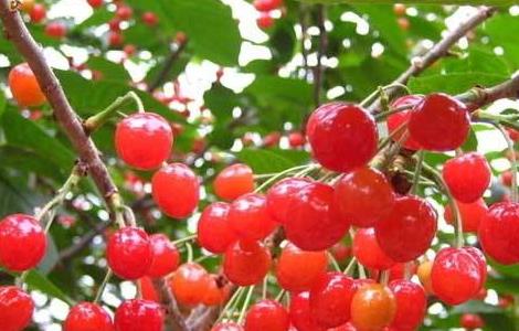 樱桃种植的日常管理（樱桃种植的日常管理要点）