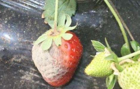 草莓烂果的原因及解决方法（草莓烂果的原因及解决方法图片）