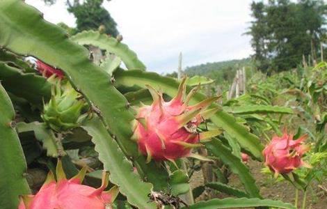 种植火龙果需要什么条件 种植火龙果需要什么条件需要天天晒太阳吗