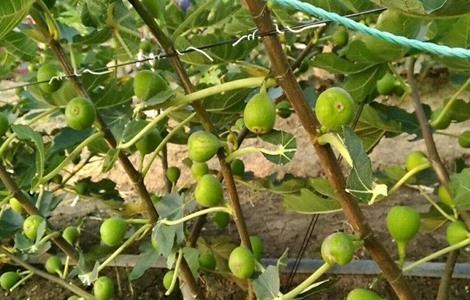 无花果种植的注意事项（无花果种植的注意事项是什么）