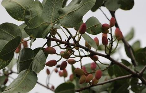 开心果的果园管理 开心果树的管理