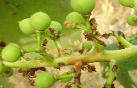 果粒小 葡萄 原因