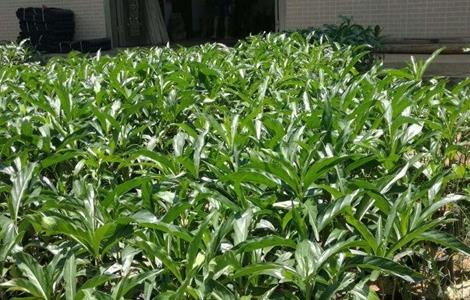 诺丽果的种植方法（诺丽果的栽培技术）