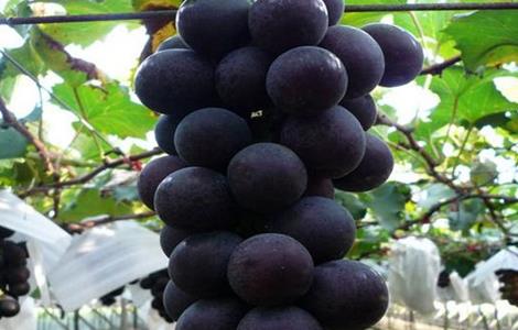 葡萄套袋前的注意事项 葡萄套袋前的注意事项是什么