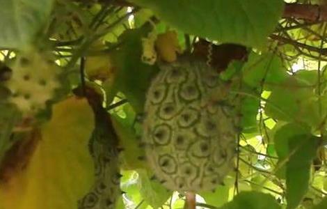 火参果的种植方法（火参果怎么种植）