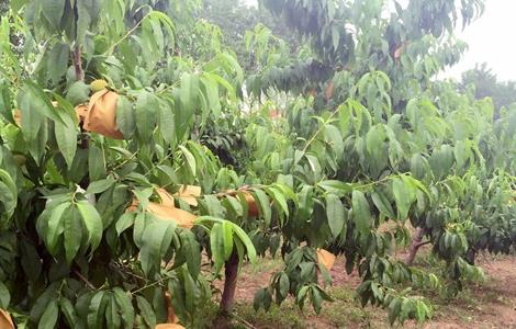 桃树的套袋方法 桃树如何套袋