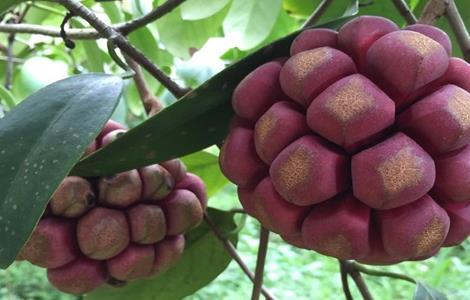 黑老虎的栽培技术（黑老虎栽培种植技术）