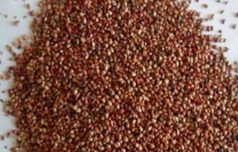 草莓种子该怎么种植 草莓种子该怎么种植图片