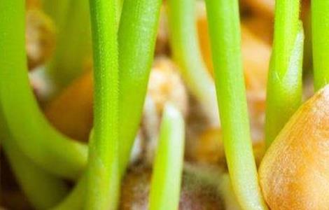 苹果种子种植方法 苹果种子种植方法图解