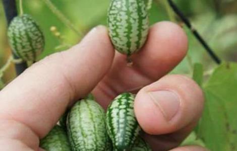 拇指西瓜种植方法（拇指西瓜种植方法和时间）