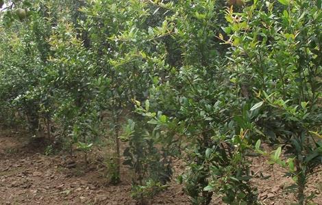 软籽石榴种植技术（突尼斯软籽石榴种植技术）