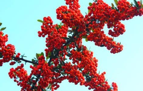 火棘果的种植方法 火棘果怎样种植