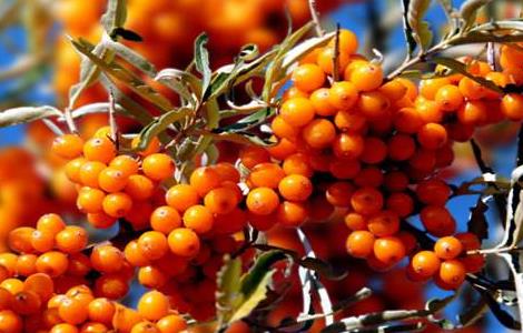 种植沙棘果该怎么管理 沙棘果的种植与管理