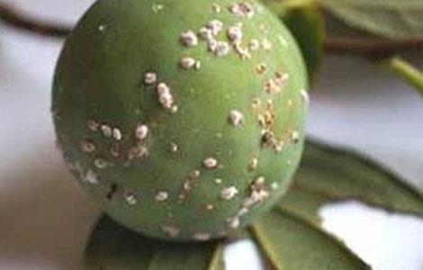 柿子树常见虫害(柿子树常见病虫害防治)