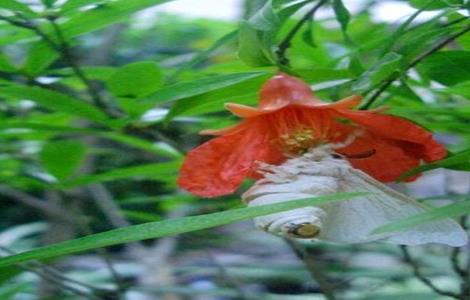 石榴树常见病虫害（石榴树常见病虫害及防治）