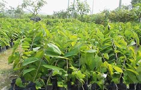 释迦果树种植方法 释迦果树种植方法亩产量