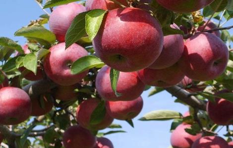 苹果冬季管理技术 苹果秋季管理技术