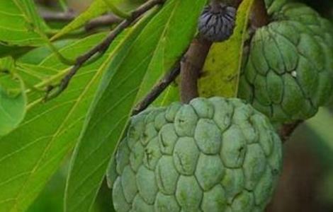 释迦果的生长环境 释迦果的生长环境要求