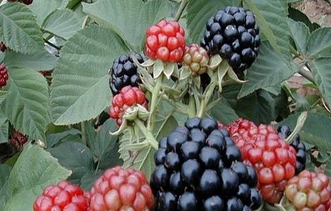 覆盆子种植如何管理（覆盆子的种植管理）