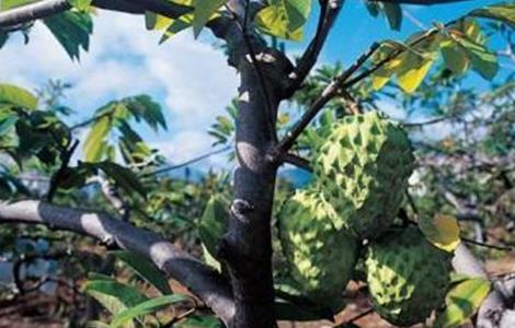 释迦果的高产管理要点 释迦果高产栽培技术