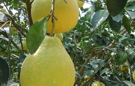 如何提高沙田柚的产量 沙田柚的种植与管理