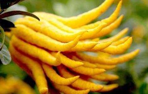 佛手有哪些优良品种 佛手有多少种多少品种