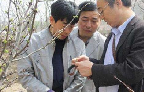 佛手怎么修剪（招财佛手怎么修剪）