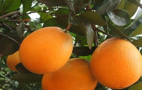 脐橙的田间管理技术 脐橙的全年管理技术