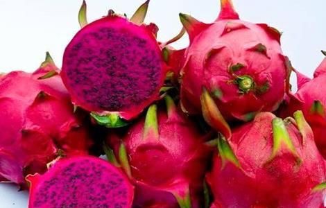 红心火龙果的种植方法 红心火龙果的种植方法和时间