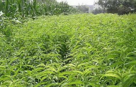 桃树修剪技术 大樱桃树修剪技术