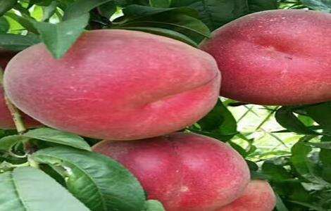 蟠桃怎么种(蟠桃怎么种饥荒)