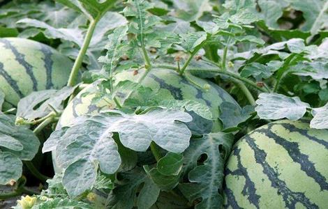 西瓜定植时的注意事项 西瓜定植时的注意事项是什么