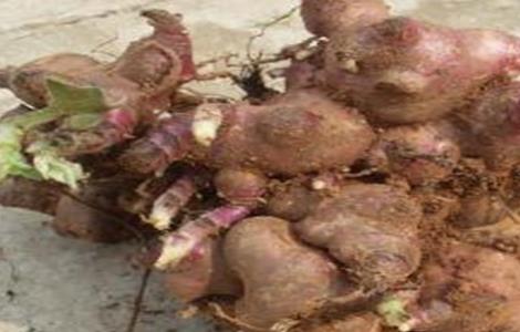 地参果该怎么种（地参果是什么）